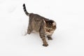 A brown striped cat cautiously walks forward on the snow cover