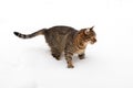 A brown striped cat cautiously walks forward on the snow cover