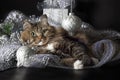Mačka ležiaci v striebro ozdoby 