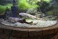 Brown-striped cat sharks swimming in the aquarium