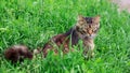Brown striped cat sitting in the garden on the green grass Royalty Free Stock Photo