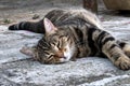 Brown striped cat sleeping on the floor