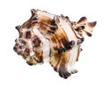 Brown striped conch of muricidae mollusk cutout Royalty Free Stock Photo