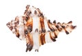 brown striped conch of muricidae mollusk isolated Royalty Free Stock Photo