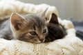 Brown striped kitty and gray kitty sleeps on knitted woolen beige plaid. Little cute fluffy cat. Cozy home