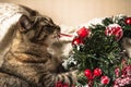 Brown striped kitty plaing with Christmas wreath.