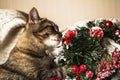 Brown striped kitty plaing with Christmas wreath.