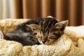 Brown striped kitty sleeps on knitted woolen beige plaid. Little cute fluffy cat. Cozy home