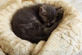 Brown striped kitty sleeps on knitted woolen beige plaid. Little cute fluffy cat. Cozy home Royalty Free Stock Photo