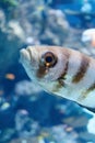 Striped marine fish Royalty Free Stock Photo