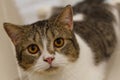 Brown Striped Scottish Fold Kitten, the Cute cat sleeps, Scottish Fold