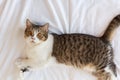 Brown Striped Scottish Fold Kitten, the Cute cat sleeps, Scottish Fold