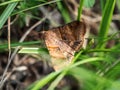 Brown-striped semilooper moth hides in grass