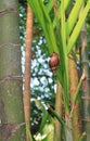Striped Shell Snail Crawling on the Sunset Palm Tree Trunk