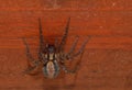 Brown striped spider. Royalty Free Stock Photo