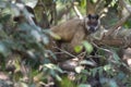 Brown striped tufted capuchin monkey Royalty Free Stock Photo