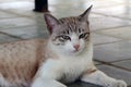 Brown striped with white color cat laying down on the floor. a small domesticated carnivorous mammal with soft fur.