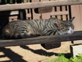 Brown with stripes older kitten calmly sleeping in a chair during the summer