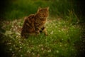 Brown stripped cat is enjoying in the fresh green grass on a spring day Royalty Free Stock Photo