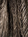 Brown strips of dry palm leaf parts Abstract background