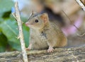 Brown or subtropical antechinus