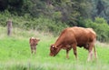 Brown suckler cow and its calf on a pasture Royalty Free Stock Photo