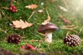 Brown Suillus mushroom in the forest