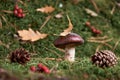 Brown Suillus mushroom in the forest