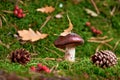 Brown Suillus mushroom in the forest