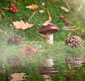 Brown Suillus mushroom in the forest, nestled among green moss and reflected in wate