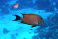 Brown surgeonfish Royalty Free Stock Photo