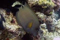 A Brown Surgeonfish Acanthurus nigrofuscus in the Red Sea Royalty Free Stock Photo