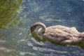 Brown swan drinking water from a pond Royalty Free Stock Photo