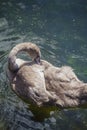 Brown swan drinking water from a pond Royalty Free Stock Photo