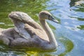 Brown swan drinking water from a pond Royalty Free Stock Photo