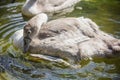 Brown swan drinking water from a pond Royalty Free Stock Photo