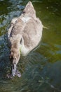 Brown swan drinking water from a pond Royalty Free Stock Photo