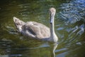 Brown swan drinking water from a pond Royalty Free Stock Photo