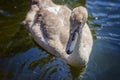 Brown swan drinking water from a pond Royalty Free Stock Photo