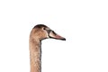 Brown swan head isolated on white. Royalty Free Stock Photo