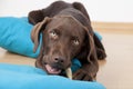 Brown sweet labrador dog lying on pillows