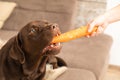 Brown sweet labrador eats a carrot