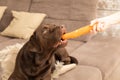 Brown sweet labrador eats a carrot