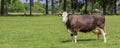 Brown Swiss cow in a dutch landscape Royalty Free Stock Photo