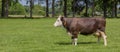 Brown Swiss cow in a dutch landscape Royalty Free Stock Photo