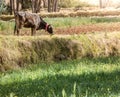 Brown swiss cow in the field Royalty Free Stock Photo