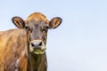 Brown swiss cow head, looking silly and funny, left view, headshot, copy space, blue background Royalty Free Stock Photo