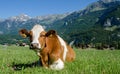 Brown swiss cow lies on green meadow with Alpine mountains background Royalty Free Stock Photo