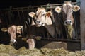 Brown Swiss cows Feeding at a farm Royalty Free Stock Photo