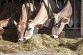 Brown Swiss cows Feeding at a farm Royalty Free Stock Photo